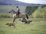 Buy Cowboy in Irrigated Pasture, Chubut Province, Cholila Valley, Argentina at AllPosters.com