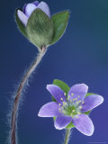 Buy Round-Lobed Hepatica Bud and Fleur, Lapeer, Michigan, USA at AllPosters.com