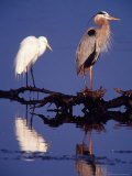 Great Egret and Great Blue Heron on a Log in Morning Light