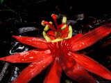 Red Passioflora, Barro Colorado Island, Panama