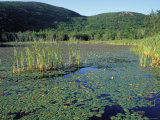Fragrant Waterlily, Beaver Pond, Champlain Mountain, Maine, USA