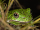Barking Treefrog on Limb with Resurrection Fern and Spanish Moss, Florida, USA
