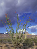 Buy Flowering Ocotillo with Saguaro, Organ Pipe Cactus National Monument, Arizona, USA at AllPosters.com