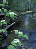 Stanley Brook, Hobblebush, Maine, USA