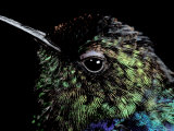 Buy Hummingbird Resting, Barro Colorado Island, Panama at AllPosters.com