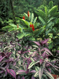Buy Gardens of Tabacon Hot Springs, Costa Rica at AllPosters.com