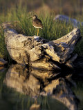 Lesser Yellowlegs in Wetlands, Potter Marsh, Alaska, USA