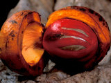 Buy Fruit of Wild Nutmeg, Barro Colorado Island, Panama at AllPosters.com