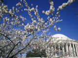 Cherry Blossom Festival and the Jefferson Memorial, Washington DC, USA