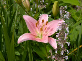 Buy Pink Asiatic Lily, Reading, Massachusetts, USA at AllPosters.com