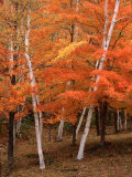 White Birch Trees in Fall, Vermont, USA