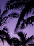 Palm Trees with Moon, Hawaii, USA