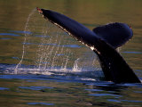 Surfacing Humpback Whale, Inside Passage, Southeast Alaska, USA