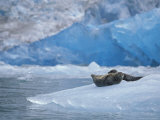 Harbor Seals on Iceberg of South Sawyer Glacier, Tracy Arm, Alaska, USA