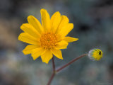 Desert Gold Wildflower, Spring, Death Valley National Park, California, USA