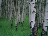 Buy Aspen, Colorado, USA at AllPosters.com