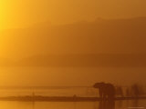 Brown Bear at Sunrise on Naknek Lake in Katmai National Park, Alaska, USA