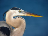 Great Blue Heron, Sanibel Island, Florida, USA