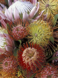 Proteas, Maui, Hawaii, USA