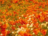 Buy Poppies and Cream Cups, Antelope Valley, California, USA at AllPosters.com