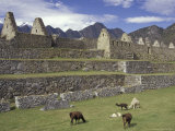 Buy Llama and Ruins, Machu Picchu, Peru at AllPosters.com