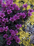 Buy Mountain Saxifrage and Lichen, Kongakut River Valley, Arctic National Wildlife Refuge, Alaska, USA at AllPosters.com