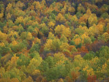 Fall Colors in a Northern Hardwoods Forest, Maine, USA