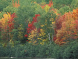 Fall Colors of the Northern Forest, Maine, USA