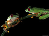 Buy Red-Eyed Tree Frogs, Barro Colorado Island, Panama at AllPosters.com