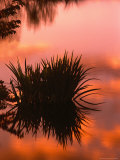 Buy Sunrise Reflection in Swampy Wilderness, Wakodahatchee Preserve, Florida, USA at AllPosters.com