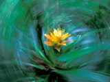 Buy Epiphyte, Barro Colorado Island, Panama at AllPosters.com