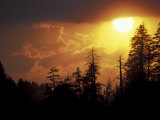 Mountain-top Trees Silhouetted at Sunset, Great Smoky Mountains National Park, Tennessee, USA