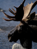 Bull Moose at Whidden Pond, Baxter State Park, Maine, USA
