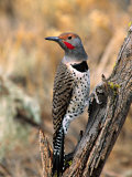Northern Flicker, Oregon, USA