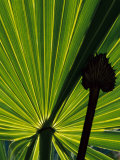 Buy Tropical Foliage of Everglades National Park, Florida, USA at AllPosters.com