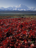 Buy Mt. McKinley and Autumn Foliage, Denali National Park, Alaska, USA at AllPosters.com