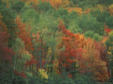 Colorful Fall Reflections in a Pond, Maine, USA