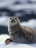 Harbor Seal on Ice Flow, Le Conte Glacier, Alaska, USA