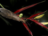 Heliconia and Stone Fly, Machu Picchu, Peru
