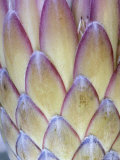 Protea, Maui, Hawaii, USA