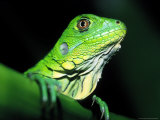 Buy Green Iguana, Borro Colorado Island, Panama at AllPosters.com