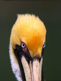 Male Brown Pelican in Breeding Plumage, Sanibel Island, Florida, USA