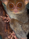 Buy Tarsier, Philippines at AllPosters.com