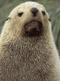 Antarctic Fur Seal, White Morph, South Georgia Island, Antarctica