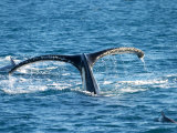 Tail of Humpback Whale, Hervey Bay, Queensland, Australia