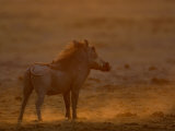 Warthog, Savuti Channal, Botswana