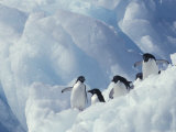 Buy Adelie Penguins, Antarctica at AllPosters.com
