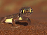 Buy Web-footed Gecko, Namib National Park, Namibia at AllPosters.com