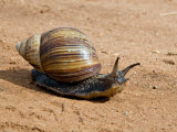 Giant African Land Snail, Tanzania