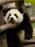 Giant Panda Baby, Wolong China Conservation and Research Center for the Giant Panda, China